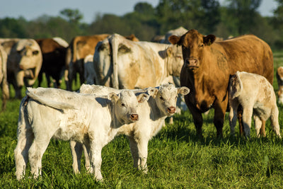 Beef Cattle & Calves Digestive Aids