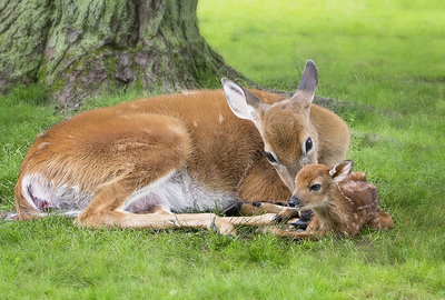 Deer & Fawns