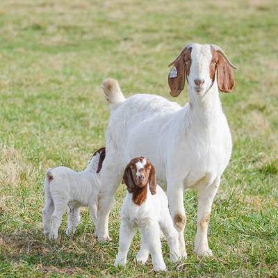 Supplements for Goats & Kids