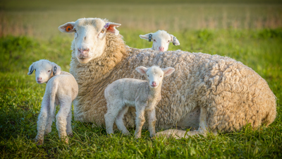 Sheep and Lamb Supplements