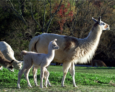 Llamas, Crias & Alpacas