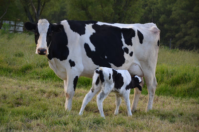 Dairy Cow Digestive Supplements