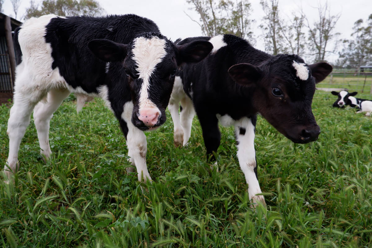 baby holsteins in grass