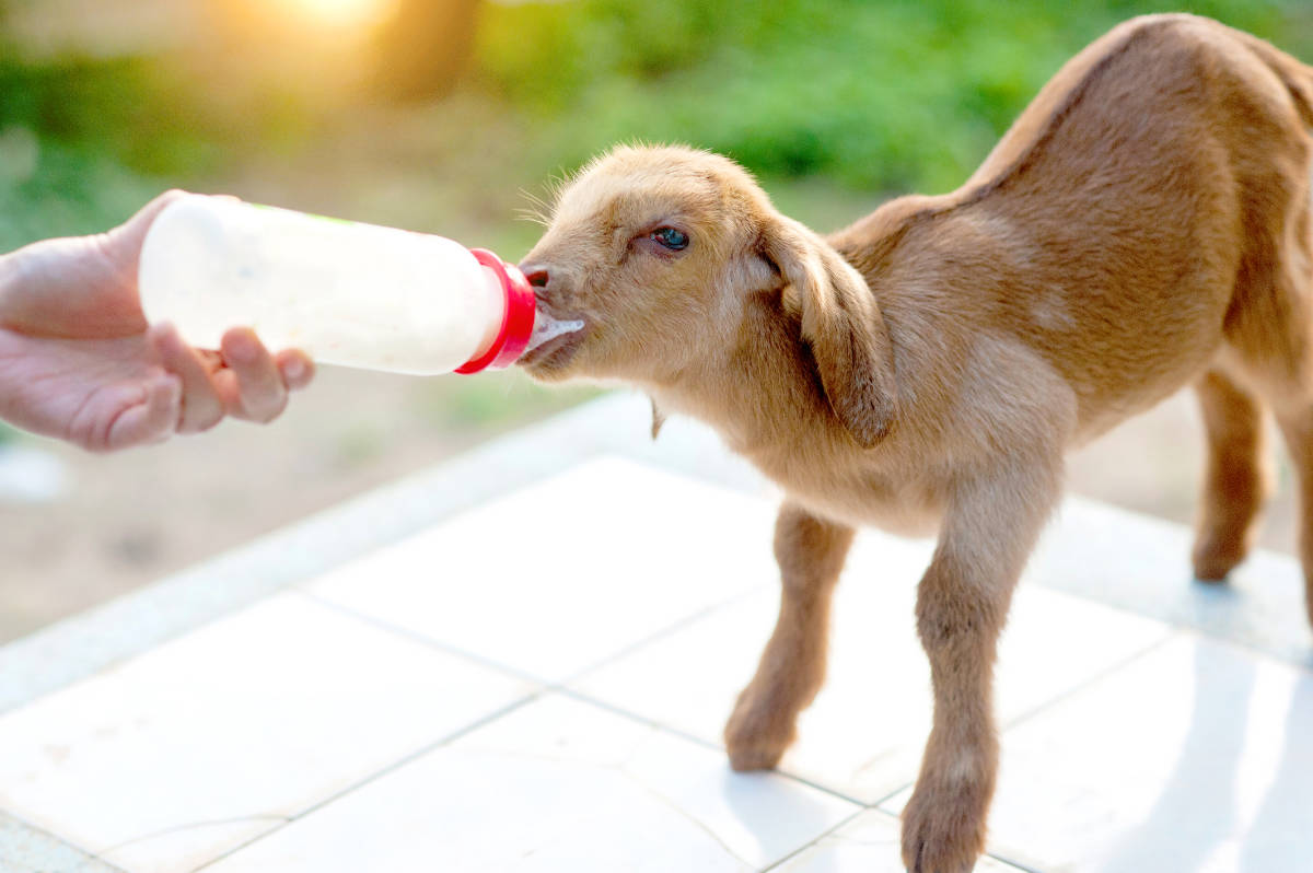 brown goat kid bottle feeding
