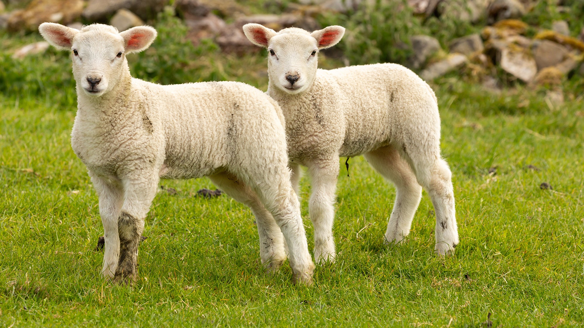 Two lambs standing in field