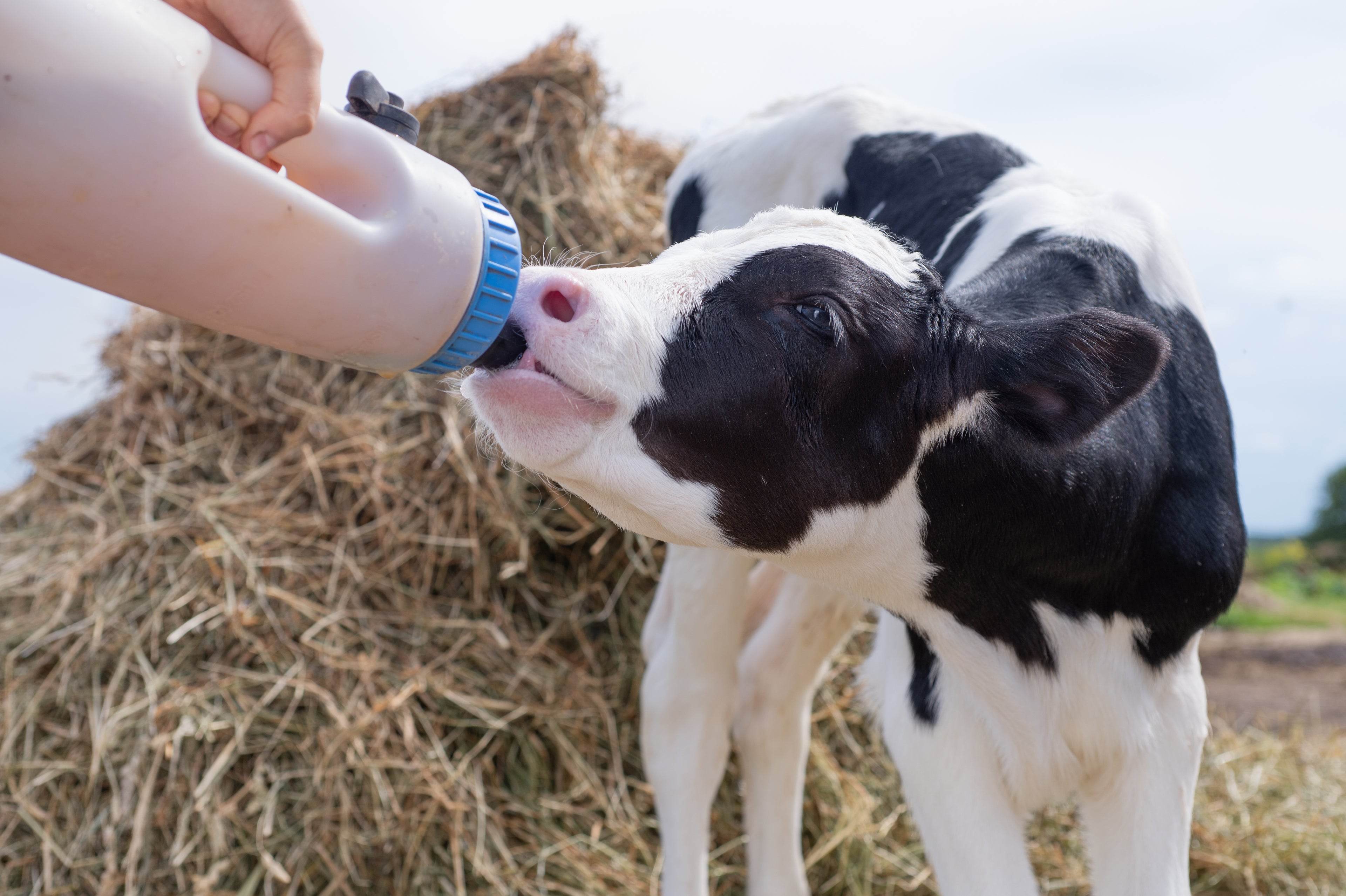 A black and white calf drinking milk from a plastic bottle held by a person in a barn with hay in the background.
