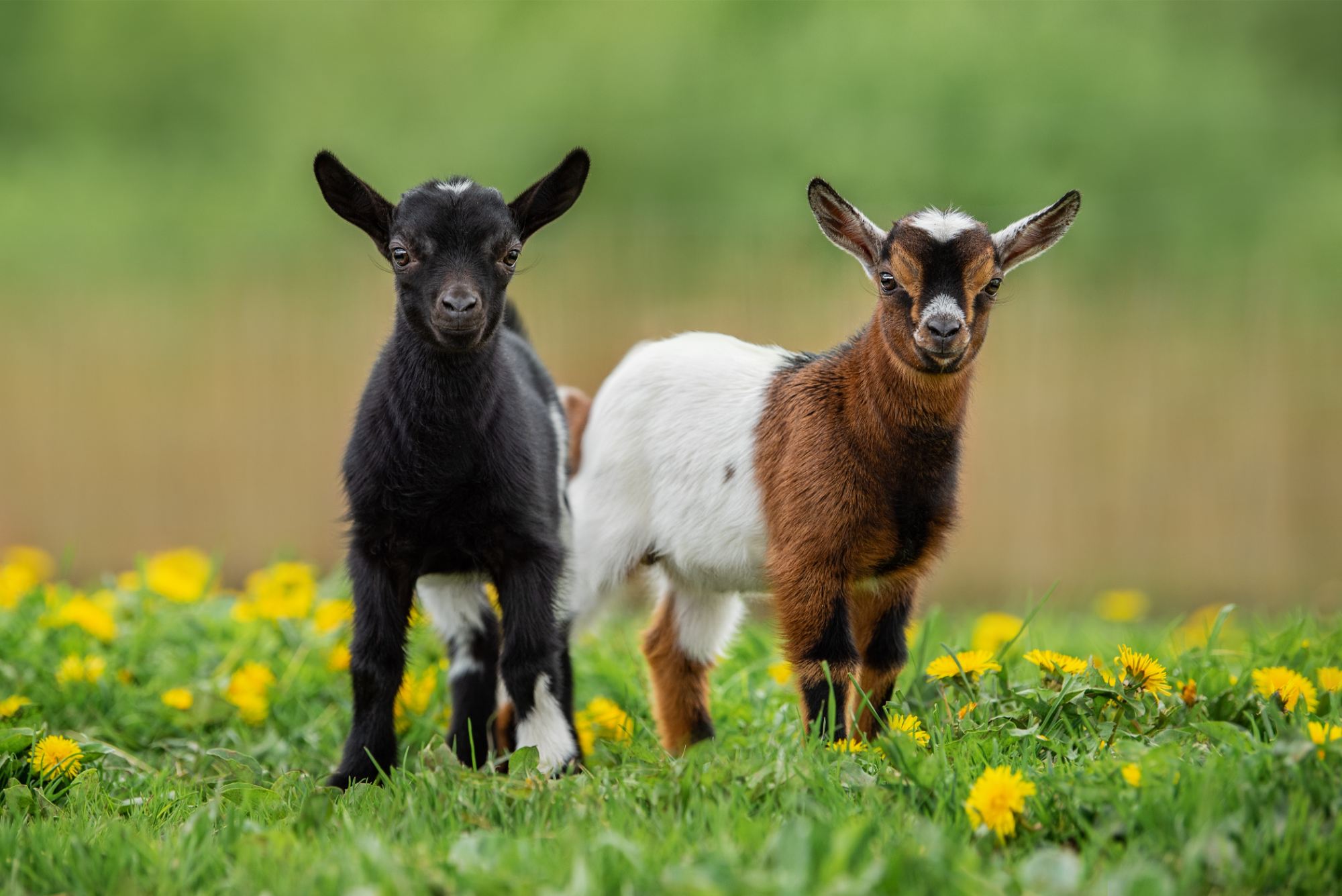 2 Cute Baby Goats standing in flowers