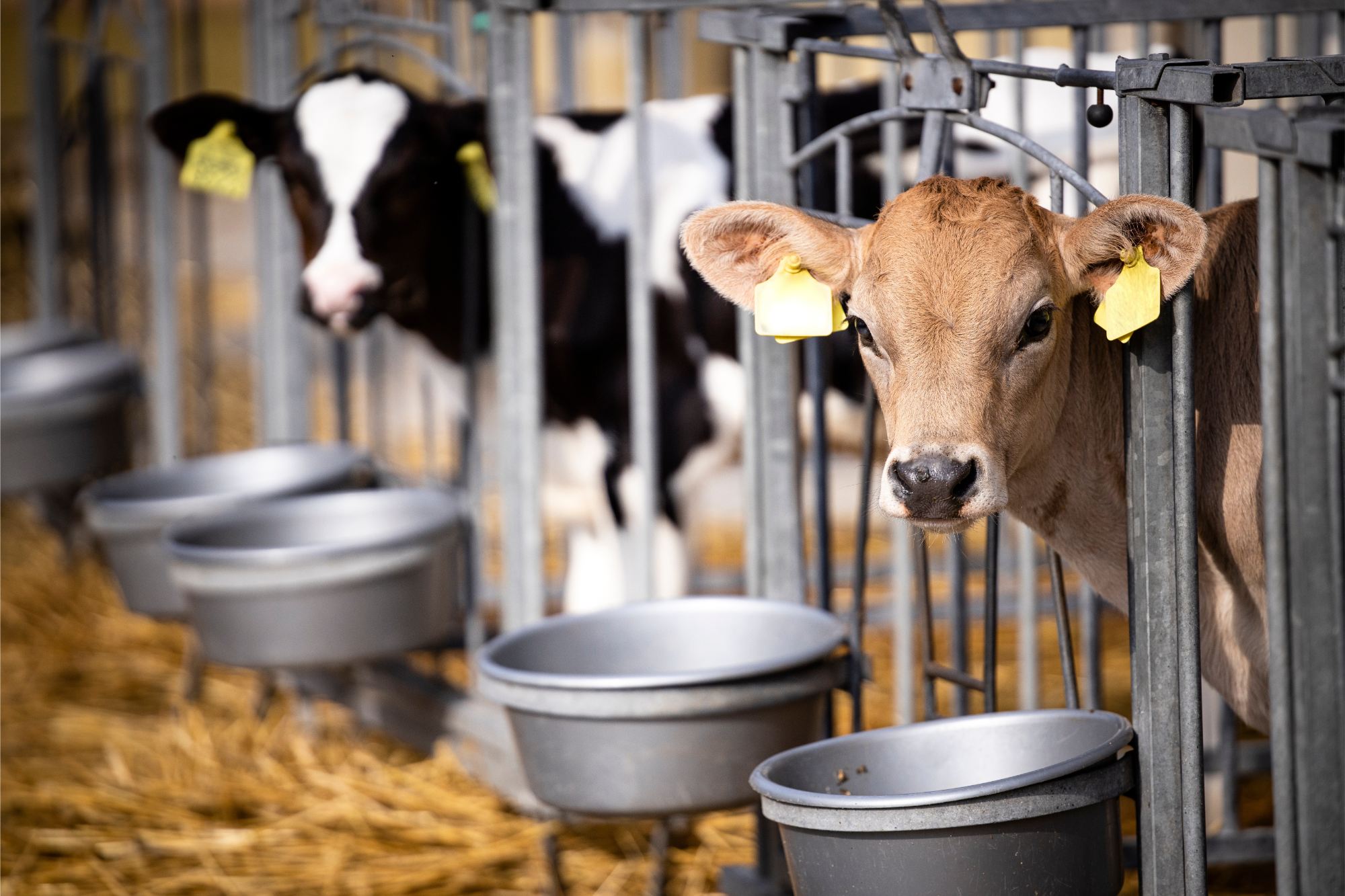 2 calves waiting for food in buckets
