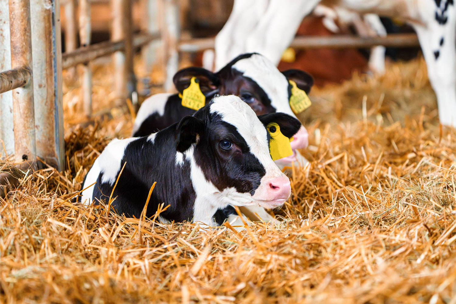 Holstein calves laying in hay