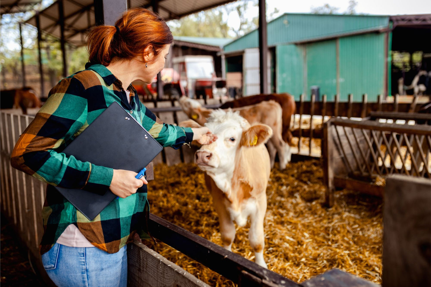 Woman petting tan and white calf in pen