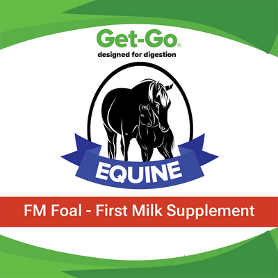 Get-Go FM Foal